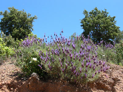 ourika valley flowers